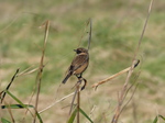 FZ026081 Stonechat (Saxicola torquata) on long grass.jpg